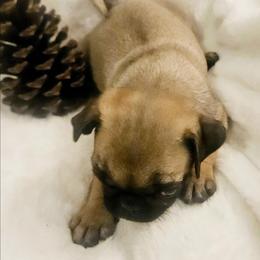 Aelin - Fawn female Pug puppy in Dexter, Kansas from Beautiful pugs