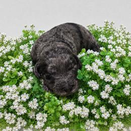Light pink - Merle female Goldendoodle puppy in Fairmount, Georgia from Muscadine Meadows Farm