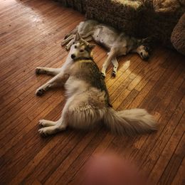 Siberian Husky Puppies from Harrington's Huskies