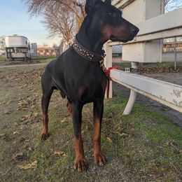Max - Doberman Pinscher