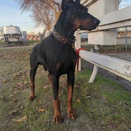 Max - Doberman Pinscher