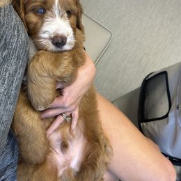 Bernedoodle Puppies from Palmetto Bernedoodles Boutique