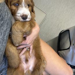 Bernedoodle Puppies from Palmetto Bernedoodles Boutique