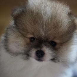 AKC Garrison Fawn Sable Parti - Cream sable parti male Pomeranian puppy in Gloversville, New York from ADKPOM Adirondack Pomeranians