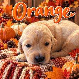 MALE- your puppy will be temperament matched to you - Light golden male Golden Retriever puppy in Yuba City, California from Family Loved Golden Retrievers
