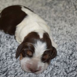 Penne - Liver white and tan female English Springer Spaniel puppy in Chapmansboro, Tennessee from Balthrop Bend Farms