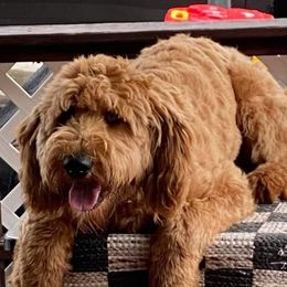 Aussiedoodle and Goldendoodle All Grown Up from Hunting Creek Kennels