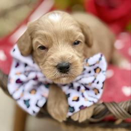 Boy 1 - Caramel red male Australian Labradoodle puppy in Calhoun, Louisiana from Arrowhead Australian Labradoodles