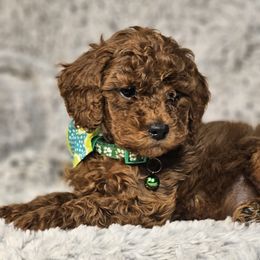 Bernedoodle, Bernese Mountain Dog, Cavapoo, Goldendoodle, and Poodle Puppies from Happy Valley Puppies