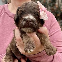 Grace Hope - Brown and tan female Cockapoo puppy in Mocksville, North Carolina from Little Bear Doodles