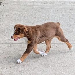 Ruby - Red tri-color female Australian Shepherd puppy in Yamhill, Oregon from TLC Dream and Pureland Australian Shepherds