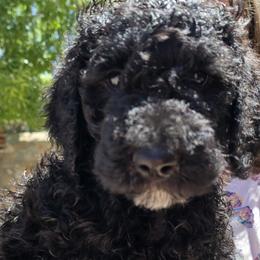 Poodle Puppies from Greyzer Poodles