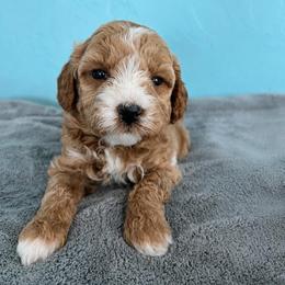 Butterfinger - Red  male Goldendoodle puppy in Pendleton, Oregon from Blushing Doodles
