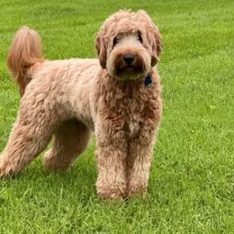 Lola - Australian Labradoodle