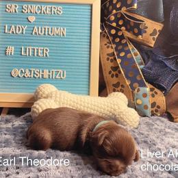 Shih Tzu Puppies from Crown & Tress Shih Tzu