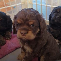 Cocker Spaniel Puppies from Carlton Stallings