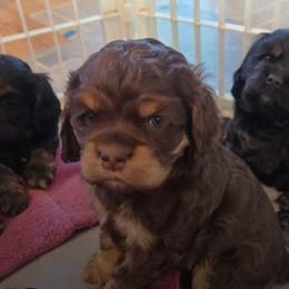 Cocker Spaniel Puppies from Carlton Stallings