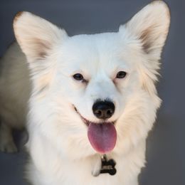 Tauriel - Pembroke Welsh Corgi