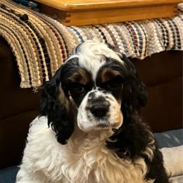 Raya - Black white and tan female Cocker Spaniel puppy in Beech Island, South Carolina from Mike's Best Friends