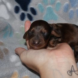 Boy 3 - Dapple male Dachshund puppy in Blountville, Tennessee from Dachshund Delight
