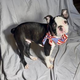 Flounder - Black brindle and white male Boston Terrier puppy in London, Kentucky from Puppy Love