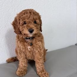 Black - Red  female Goldendoodle puppy in Sacramento, California from Golden doodles  Lovers