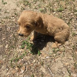 Archer - Apricot male Goldendoodle puppy in Tavares, Florida from Spirited Doodles
