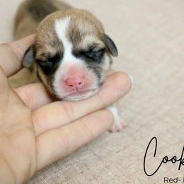 Cookie - Red male Pembroke Welsh Corgi puppy in Stockton, Utah from BW Corgis