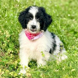 Bell - Black and white female Aussiedoodle puppy in Eastman, Georgia from Dood B Ranch