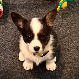Nash (Yellow collar) - Black and white male American Corgi puppy in Omaha, Arkansas from DnD Corgis