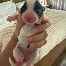 Girl 1 - Black and white female Havanese puppy in Morriston, Florida from OPA! Havanese (formerly Elysium Fields)