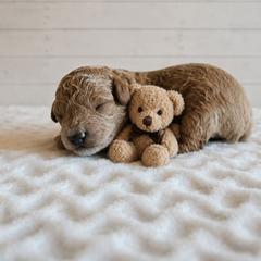 Willie - Red male Cavapoo puppy in London, Kentucky from Blue Meadow Puppies