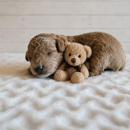 Willie - Red male Cavapoo puppy in London, Kentucky from Blue Meadow Puppies