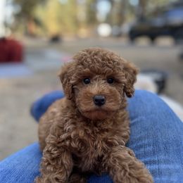 Goldendoodle and Maltipoo Puppies from Jessica's Maltipoo and Goldendoodle