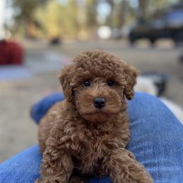 Goldendoodle and Maltipoo Puppies from Jessica's Maltipoo and Goldendoodle