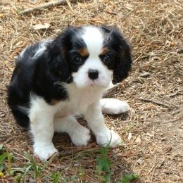 Cavalier King Charles Spaniel Puppies from Eureka Cavaliers