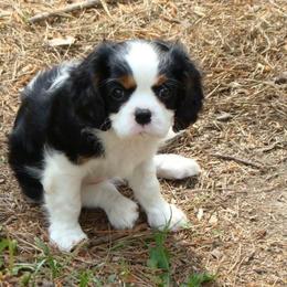 Cavalier King Charles Spaniel Puppies from Eureka Cavaliers