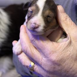 Kylie - Sable and white female Shetland Sheepdog puppy in New Waterford, Ohio from Georgina's Shetland Sheepdog
