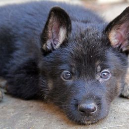 German Shepherd Puppies from Vom Anfang German Shepherds