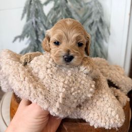 Avery - Cream female Cockapoo puppy in Preston, Idaho from Rocking JH Pup Co