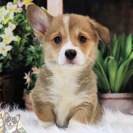 Cass - Red female Pembroke Welsh Corgi puppy in Akeley, Minnesota from Northwynd Corgis
