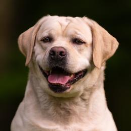 Tiffani - Labrador Retriever