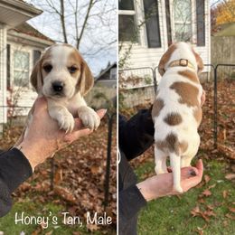 Honeys Tan Collar - Red and white male Beagle puppy in Brothers, Oregon from Beagles on the Run