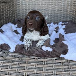 Girl 2 LIMITED - Piebald female Dachshund puppy in Aurora, Missouri from Baker Farms