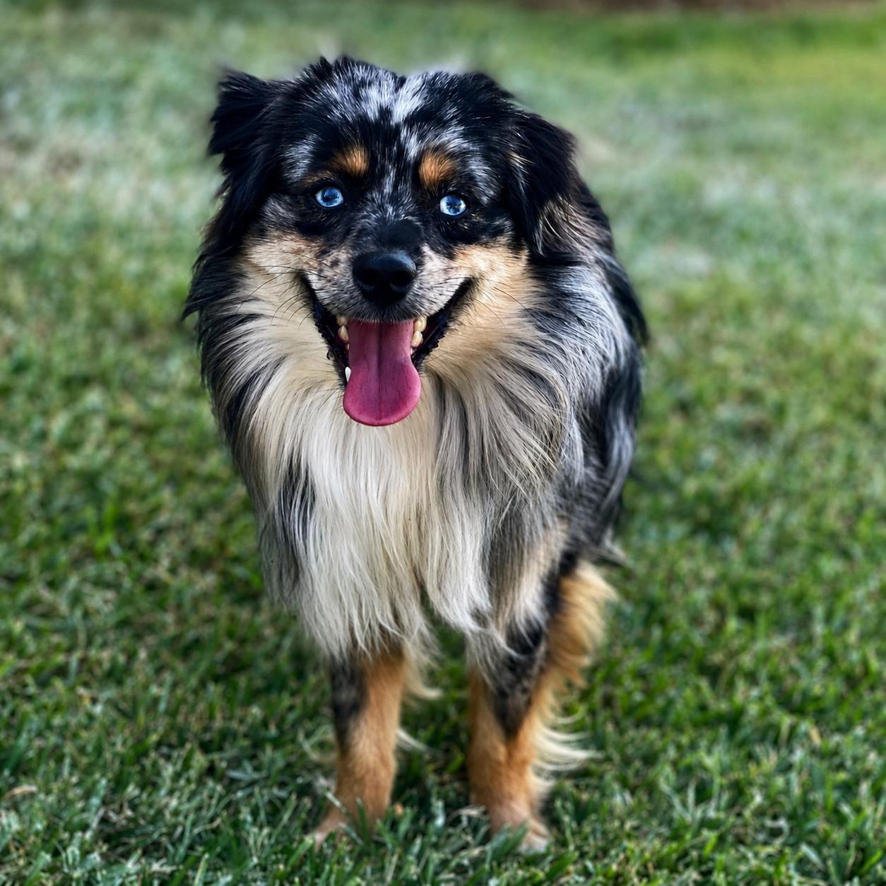 Gizmo