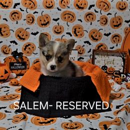 American Corgi Puppies from Whitecreek Corgis of Columbus, IN
