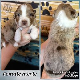 Girl 3 - Brown merle female Aussiedoodle puppy in Hillsboro, Illinois from Perfect Paws Puppies