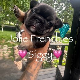 French Bulldog Puppies from Jolie Frenchies