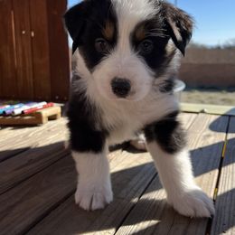 Boy 2 - Australian Shepherd puppy in Fontana, California from J.O Family Aussies