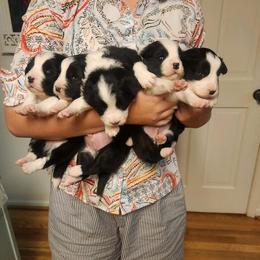 Border Collie puppies from Snowbird Border Collies